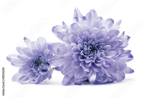 Canvas-taulu blue chrysanthemum flower on white