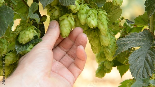 farmer inspect hops field,real time