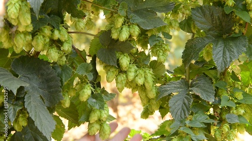 farmer inspect hops field,real time