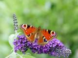 Peacock butterfly (Aglais io) on summer lilac against green background