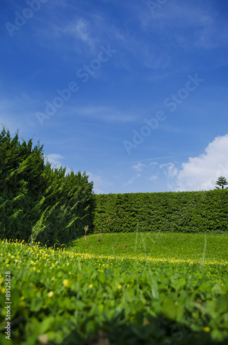 Grass and trees Wall (shrubbery)
