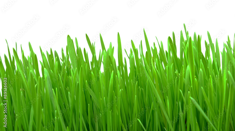 wheat grass isolated on white background