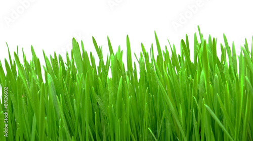 wheat grass isolated on white background