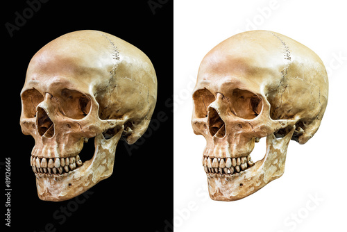 Human skull isolated