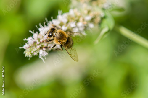 Flowers of mint and bee