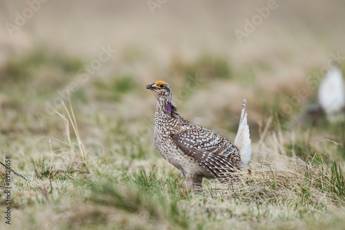 Canvas-taulu Sharp-tailed grouse (Tympanuchus phasianellus)