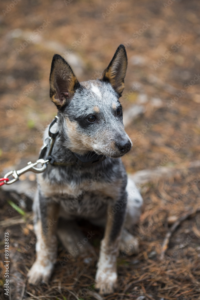 Naklejka premium Blue Heeler Pup