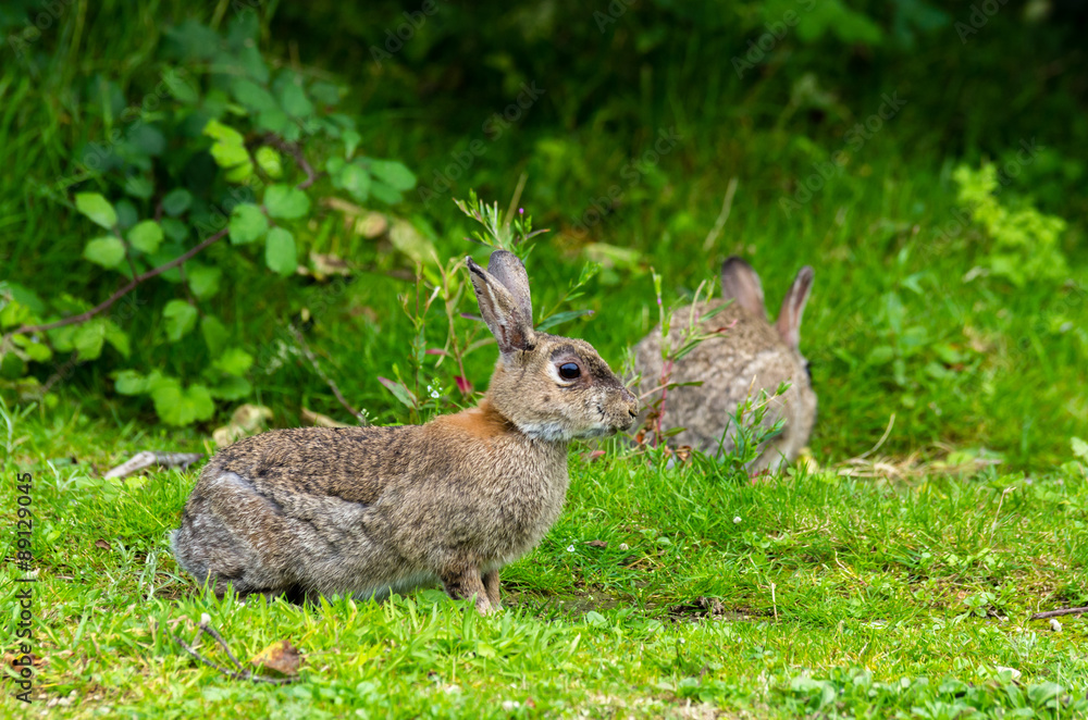 Fototapeta premium Lapins de garenne
