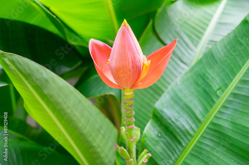Beautiful pink lotus banana tree