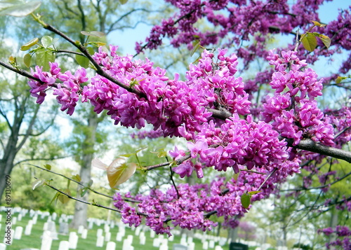 Arlington National Cemetery blooming trees 2010