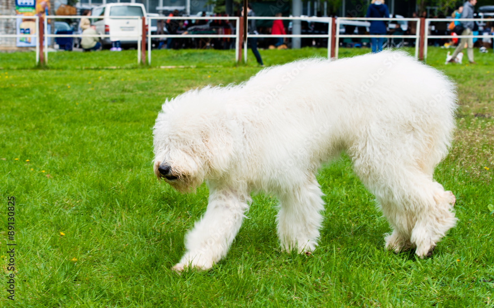 The old English Sheepdog and the South Russian shepherd dog on the lawn.  Adobe RGB Stock Photo - Alamy