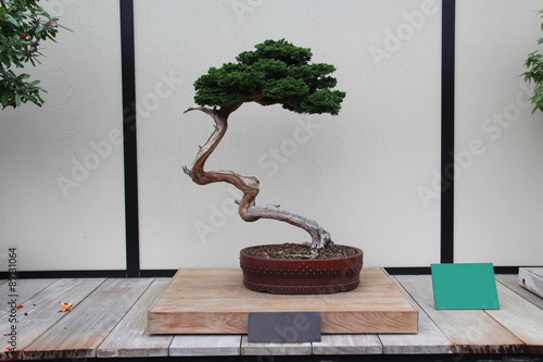 Bonsai Tree- Hinoki False Cypress- Chamaecyparis Obtusa