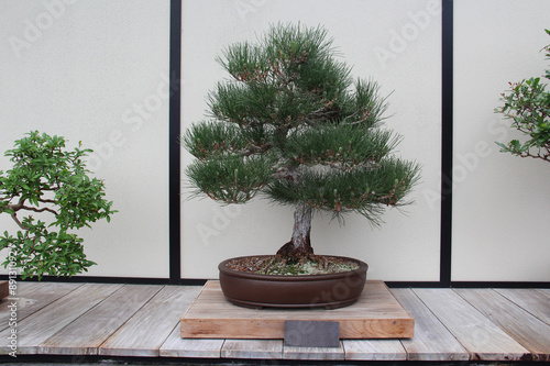 Bonsai Tree- Japanese Black Pine- Pinus Thunbergii