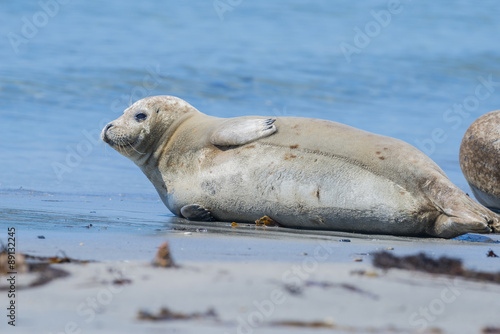 seal on a beach - Helgoland, Germany