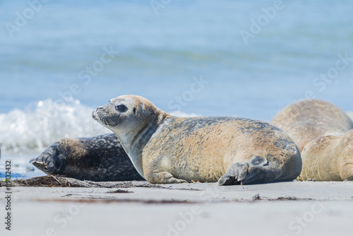 seal (Phoca vitulina) on a beach - Helgoland, Germany