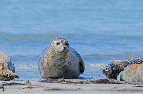 seals on a beach - Helgoland, Germany