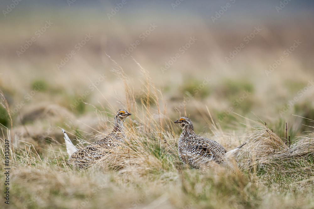 Sharp-tailed grouse (Tympanuchus phasianellus) Sharp-tailed grouse (Tympanuchus phasianellus)