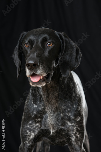 Wallpaper Mural Deutsch Kurzhaar Hündin Torontodigital.ca