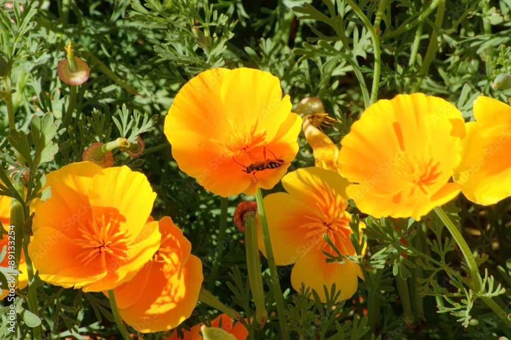 Goldmohn / Draufsicht auf ein Gartenbeet mit stark gelb leuchtenden Mohnblüten Goldmohn / Draufsicht auf ein Gartenbeet mit stark gelb leuchtenden Mohnblüten