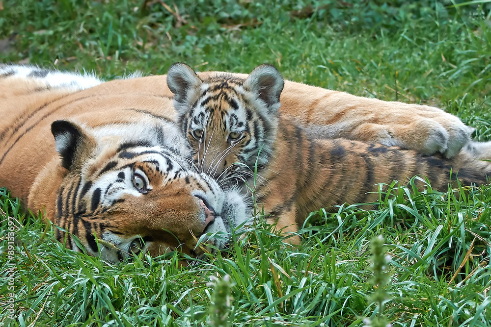 Fototapeta premium Amur Tiger (Panthera tigris altaica)