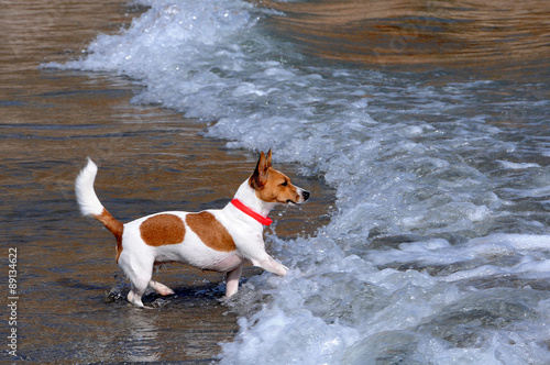 Jack Russsel Terrier on the Beach photo