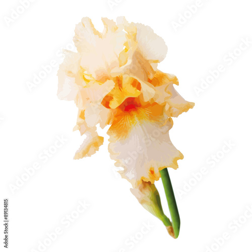Fototapeta Naklejka Na Ścianę i Meble -  Flower iris vector
