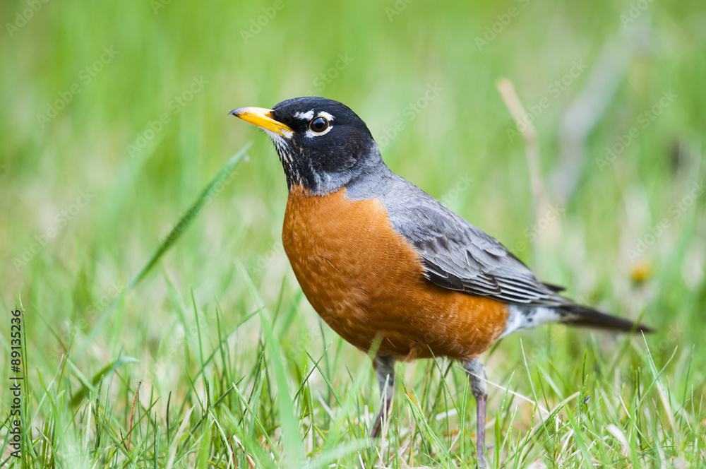 American Robin (Turdus migratorius) American Robin (Turdus migratorius)