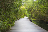 Path in Mangrove forest in Bali