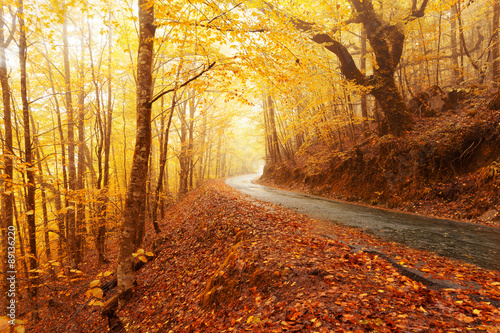 Autumn landscape with road and beautiful colored trees