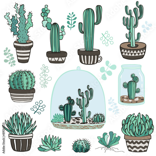 succulente plants photo