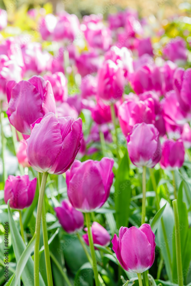 Tulips field