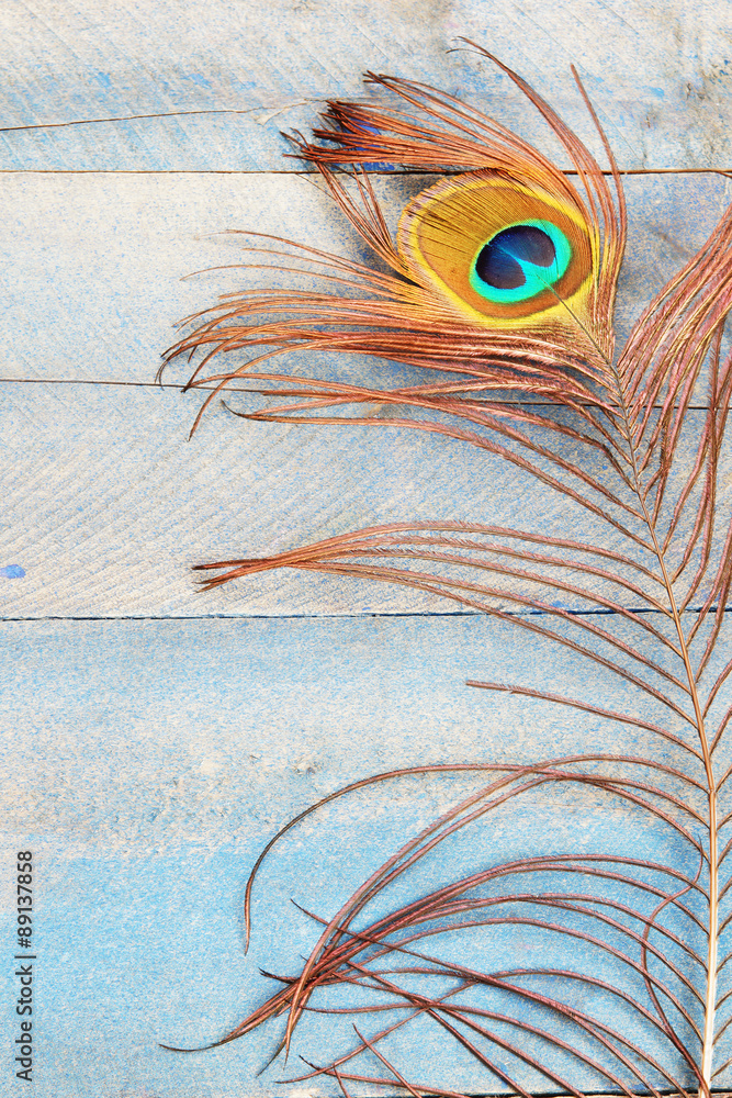 Obraz premium Peacock feather vertical