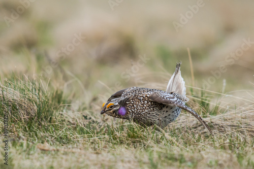 Photographie Sharp-tailed grouse (Tympanuchus phasianellus)