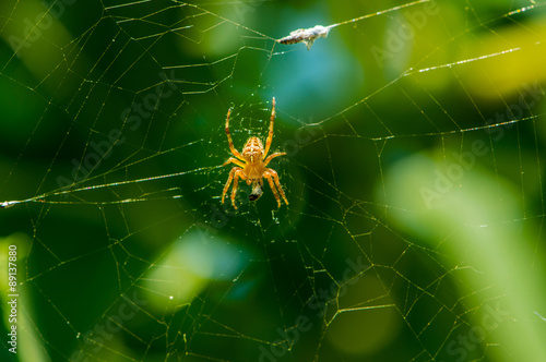 Il ragno, la ragnatela ed uno sfondo verde © GMfoto