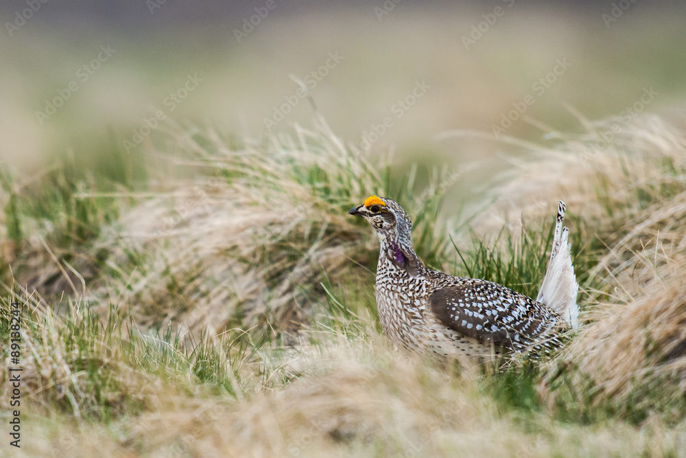 Sharp-tailed grouse (Tympanuchus phasianellus) Sharp-tailed grouse (Tympanuchus phasianellus)