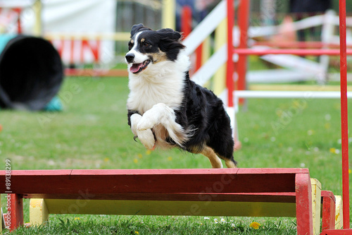 Fotografie berger australien en agility
