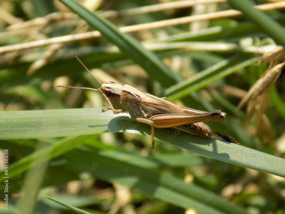 Grasshopper on grass blade Grasshopper on grass blade
