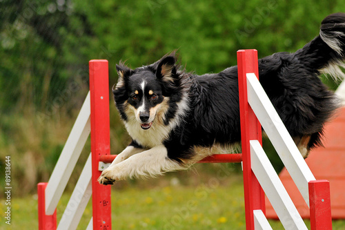 berger australien en agility photo