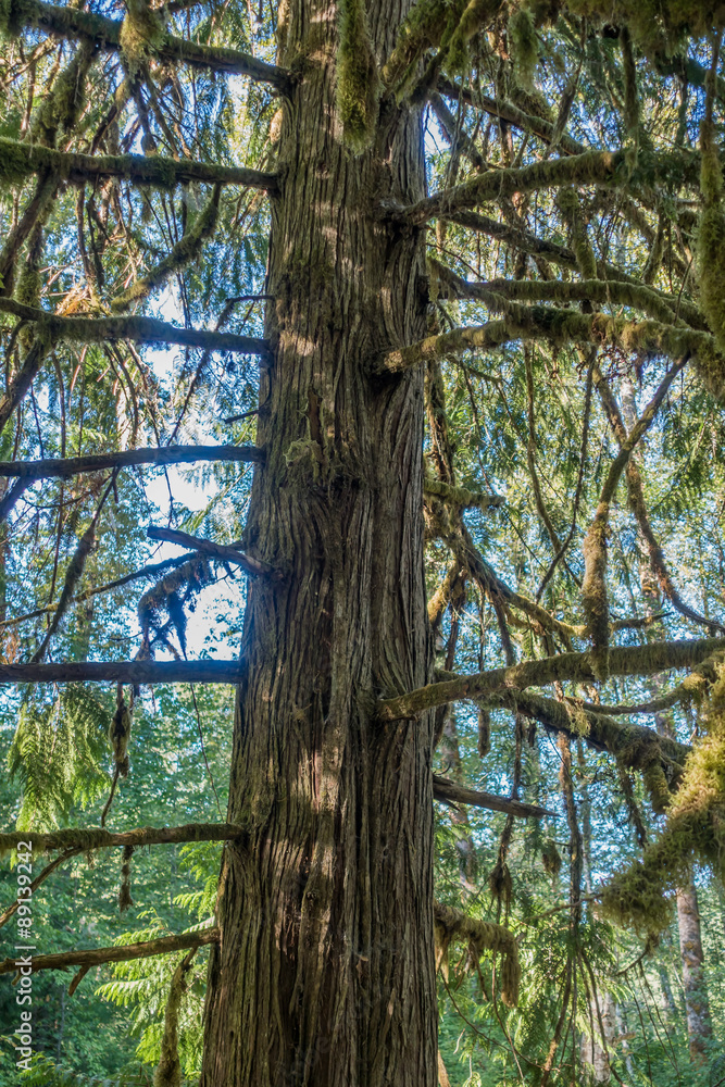 Obraz premium Tree In Wasshington State