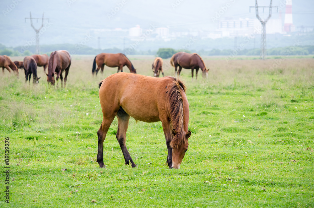 horses on the green field