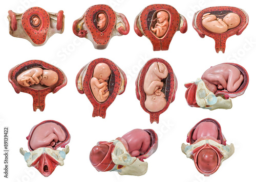 Photo fetus development model from the first month to ninth month