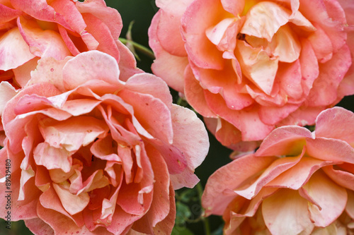 Wallpaper Mural Rosarium van de botanische tuin in Moskou Torontodigital.ca