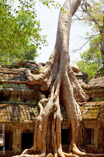 Ta prohm ruins  Angkor Wat  Cambodia