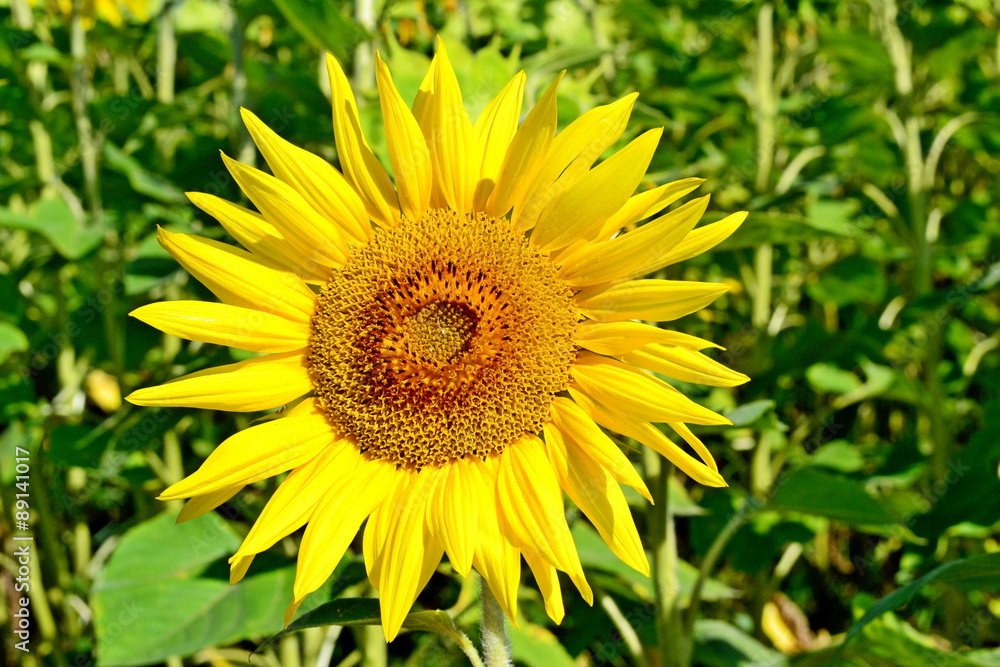 Beautiful sunflower field in summer Beautiful sunflower field in summer