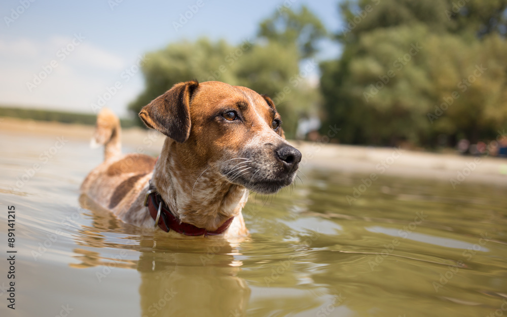 Dog swimming in the river