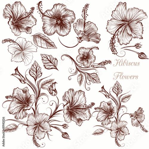 Set of vector hand drawn hibiscus flowers