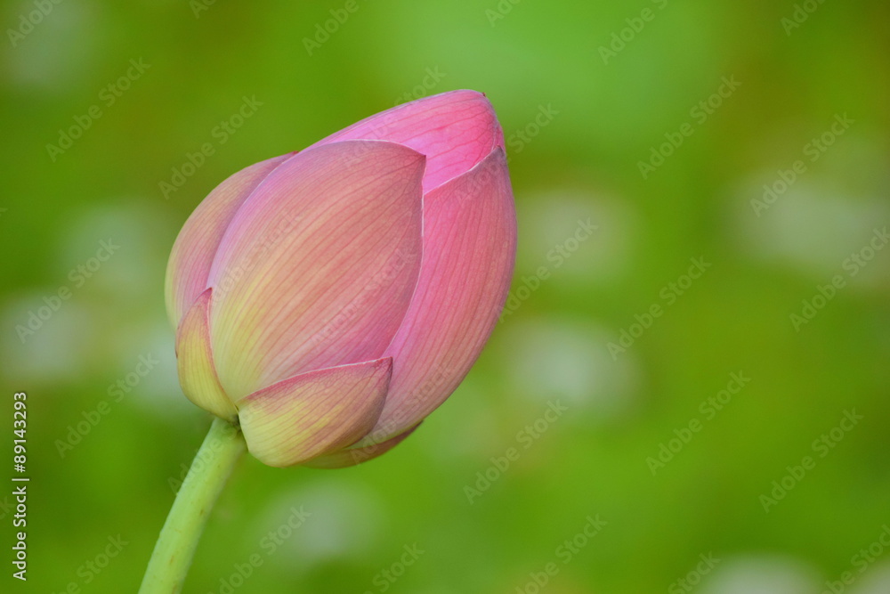 Lotus flower