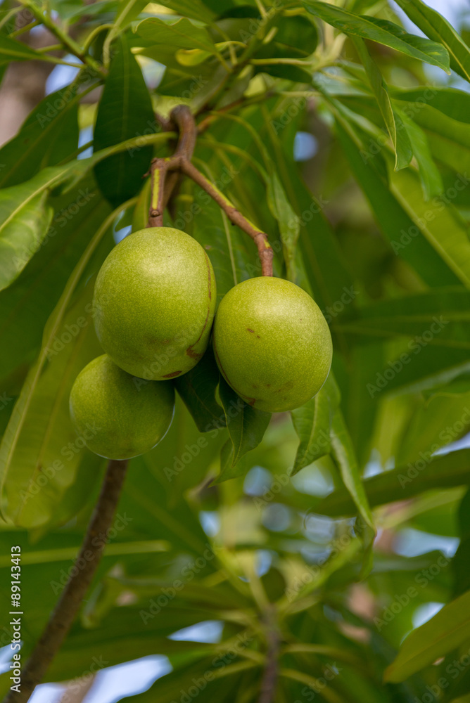 Cerbera oddloam fruit on tree