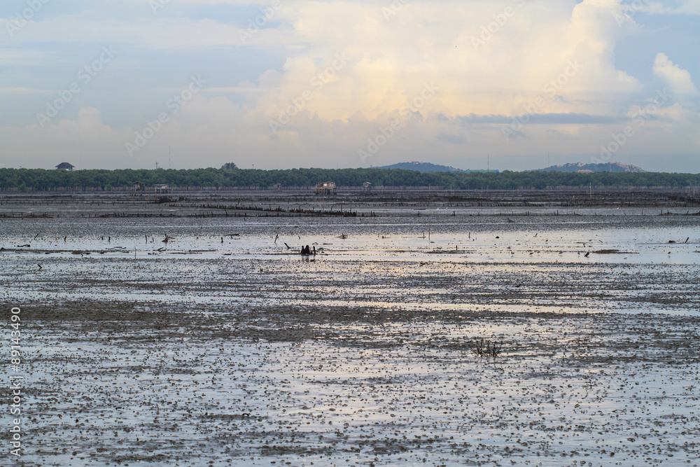 Landscape of mudflat