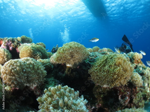 沖縄離島ダイビング サンゴが美しい海中の絶景 久米島